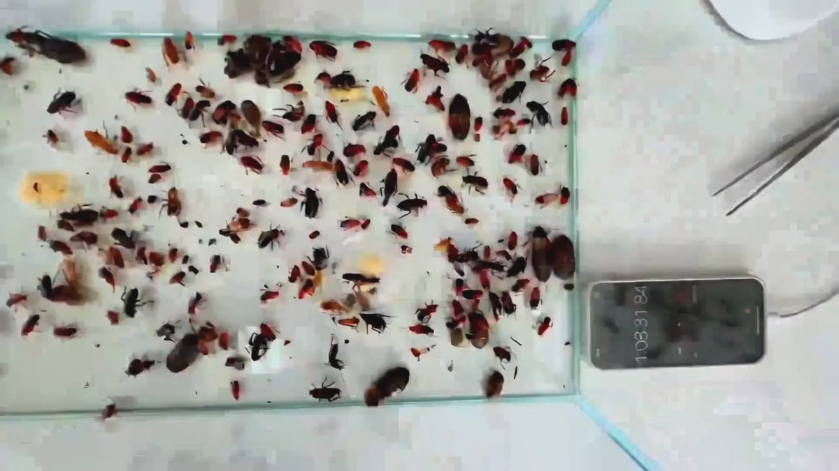 Roaches don’t die from sprays. They just move.