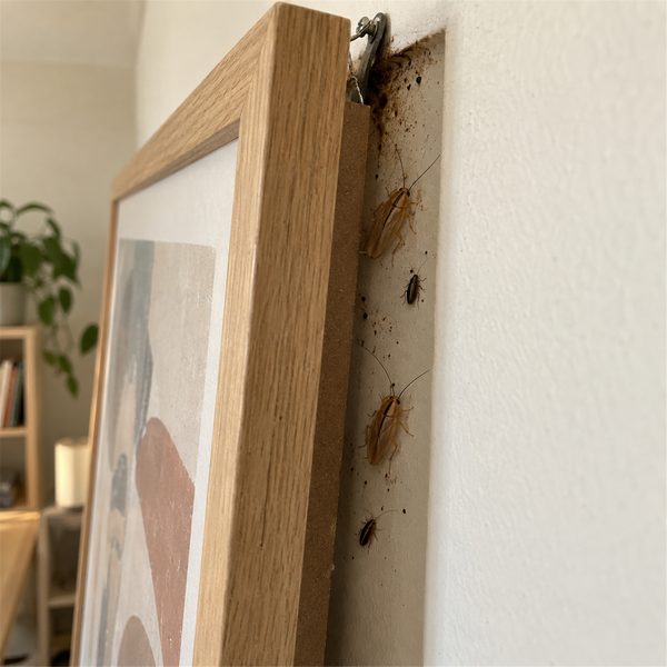 German cockroaches and droppings in the gap behind a picture frame lifted off the wall
