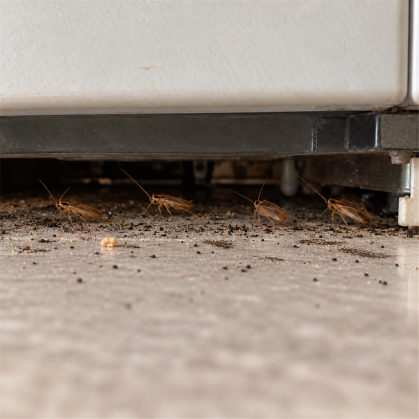 German cockroaches in the warm gap beneath a refrigerator kick plate